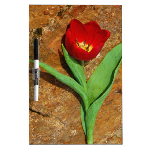 Yellow and Red Tulip Dry Erase Board