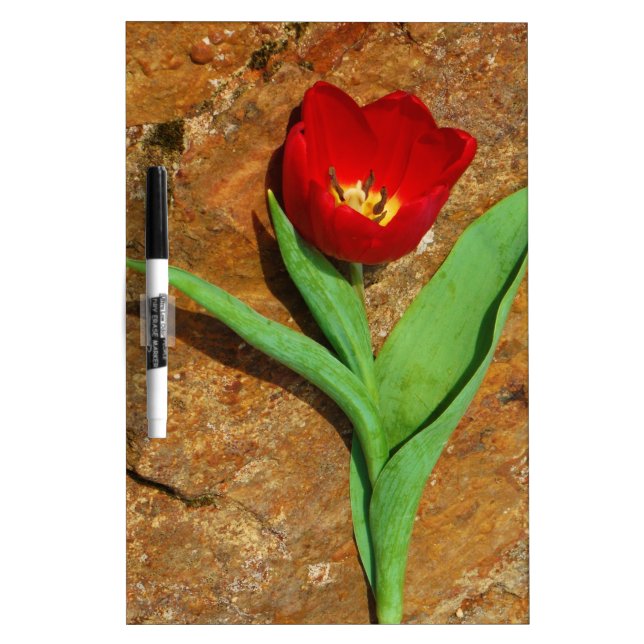 Yellow and Red Tulip Dry Erase Board (Front)