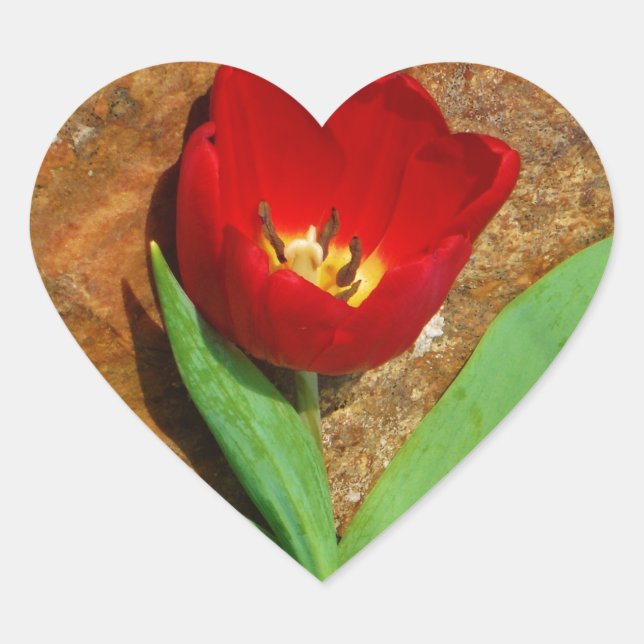 Yellow and Red Tulip Heart Sticker (Front)