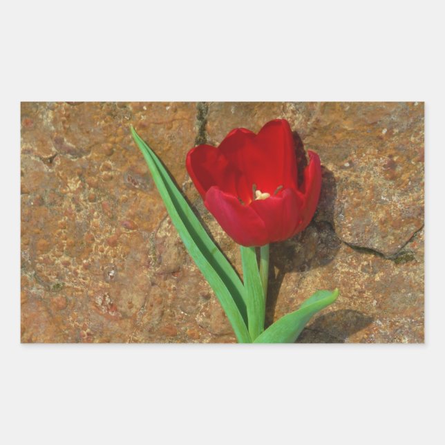yellow and Red Tulip Rectangular Sticker (Front)