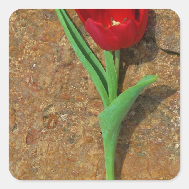 yellow and Red Tulip Square Sticker (Front)
