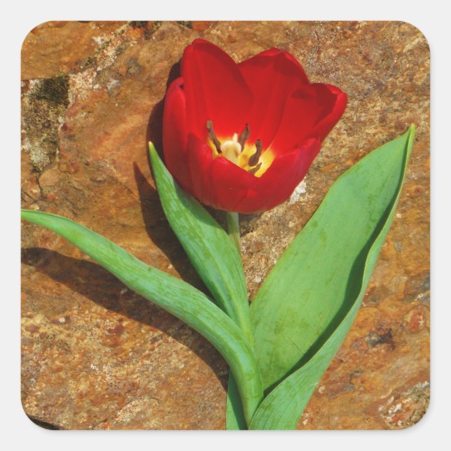 Yellow and Red Tulip Square Sticker (Front)