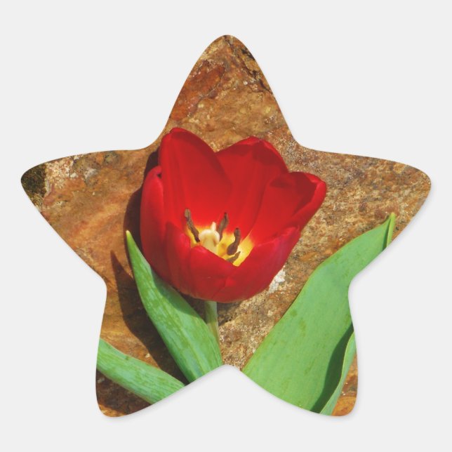 Yellow and Red Tulip Star Sticker (Front)