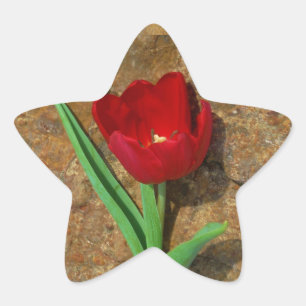 yellow and Red Tulip Star Sticker
