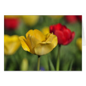 Yellow and Red Tulips (Front Horizontal)