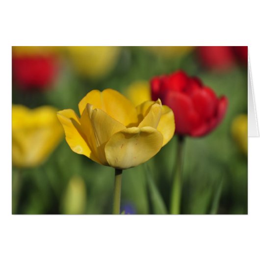 Yellow and Red Tulips Cards (Front Horizontal)