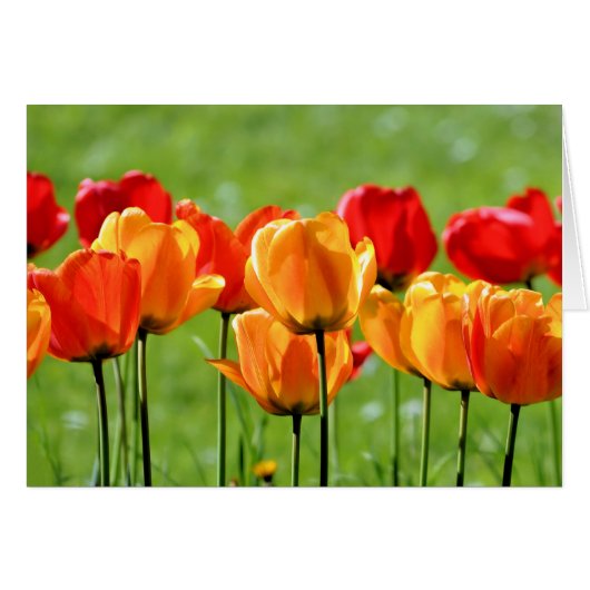 Yellow And Red Tulips Cards (Front Horizontal)