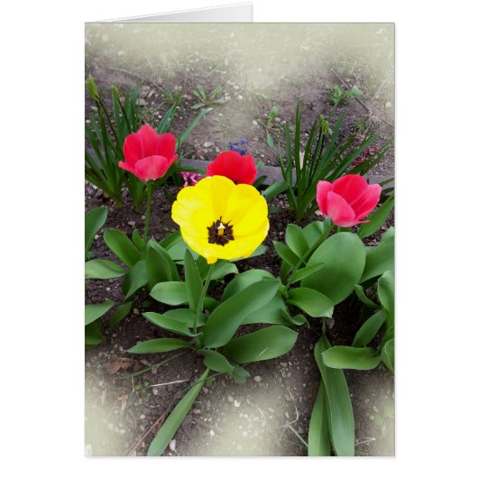 yellow and red tulips cards (Front)