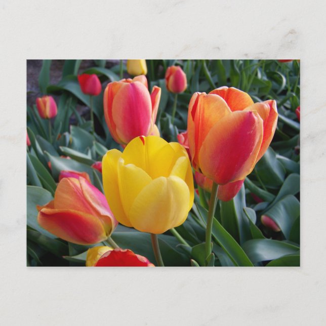 Yellow and Red Tulips Floral Photo Postcard (Front)