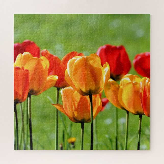 Yellow And Red Tulips Jigsaw Puzzle (Horizontal)