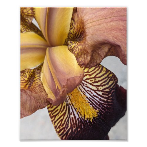 Yellow and Violet Bearded Iris Floral Photo Print