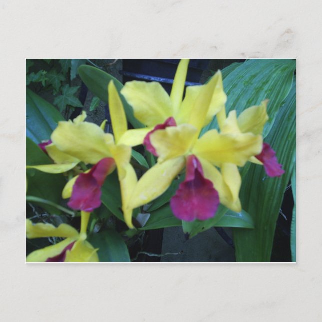 Yellow and Violet Orchids Postcard (Front)