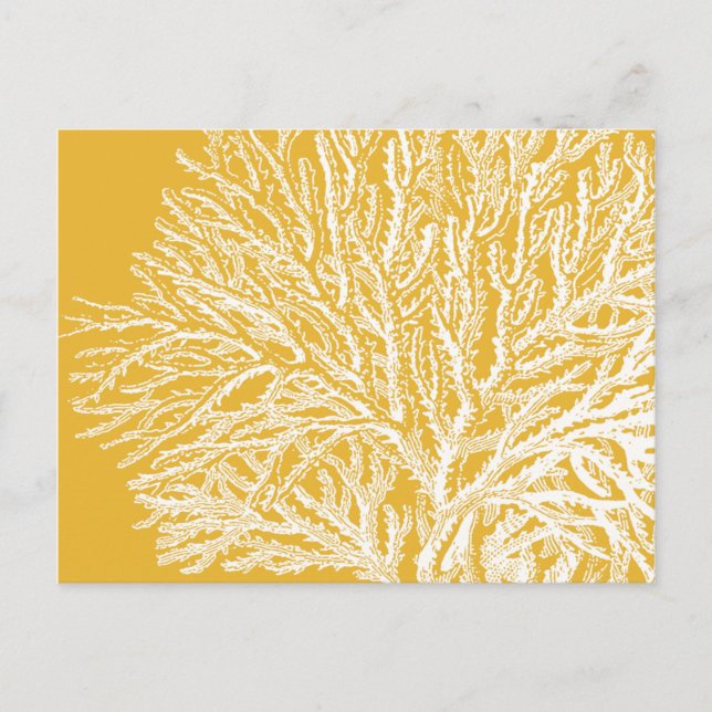 Yellow and White Coral Postcard (Front)