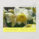 Yellow and White Daffodil "Save the Date" Postcard