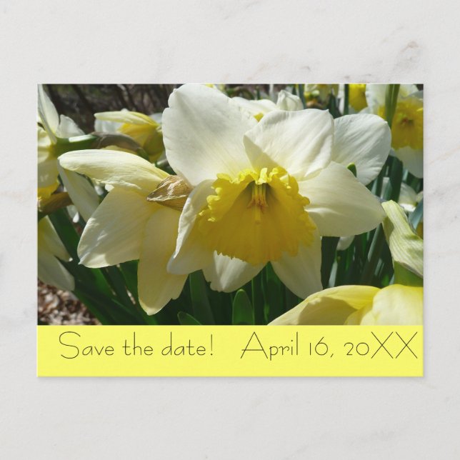 Yellow and White Daffodil "Save the Date" Postcard (Front)