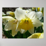 Yellow and White Daffodil Spring Floral Poster