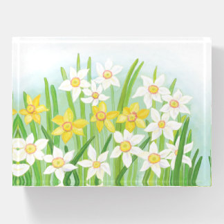 Yellow and White Daffodils in Spring Paperweight