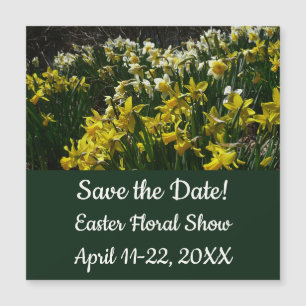 Yellow and White Daffodils Spring Flowers