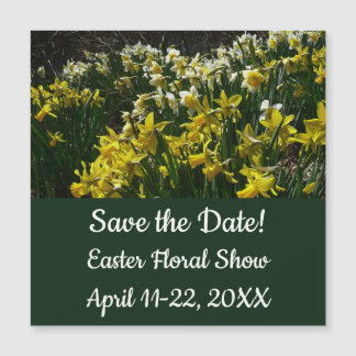 Yellow and White Daffodils Spring Flowers