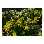 Yellow and White Daffodils Spring Flowers