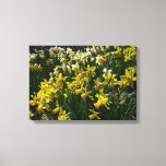 Yellow and White Daffodils Spring Flowers Canvas Print
