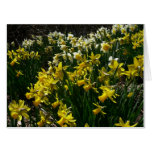 Yellow and White Daffodils Spring Flowers Card