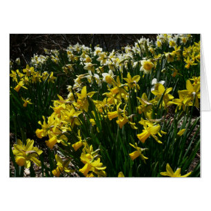Yellow and White Daffodils Spring Flowers Card