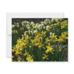 Yellow and White Daffodils Spring Flowers Card