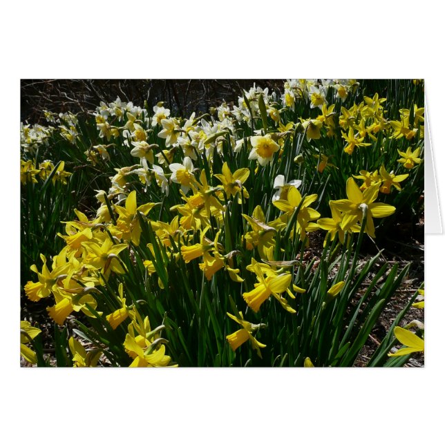 Yellow and White Daffodils Spring Flowers Cards (Front Horizontal)