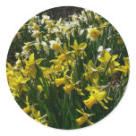 Yellow and White Daffodils Spring Flowers Classic Round Sticker
