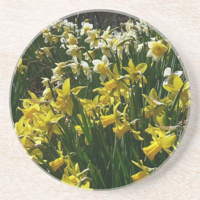 Yellow and White Daffodils Spring Flowers Coaster (Front)