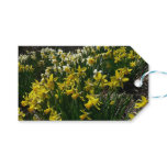 Yellow and White Daffodils Spring Flowers Gift Tags
