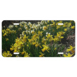 Yellow and White Daffodils Spring Flowers License Plate