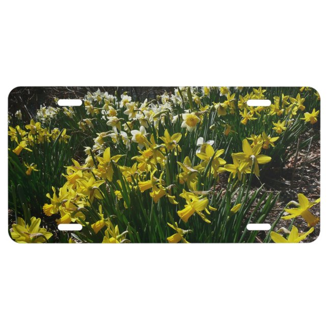 Yellow and White Daffodils Spring Flowers License Plate (Front)
