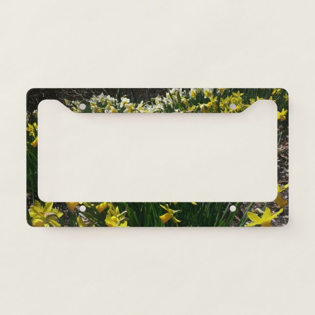 Yellow and White Daffodils Spring Flowers License Plate Frame (Front)