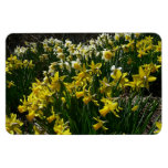 Yellow and White Daffodils Spring Flowers Magnet