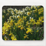 Yellow and White Daffodils Spring Flowers Mouse Pad