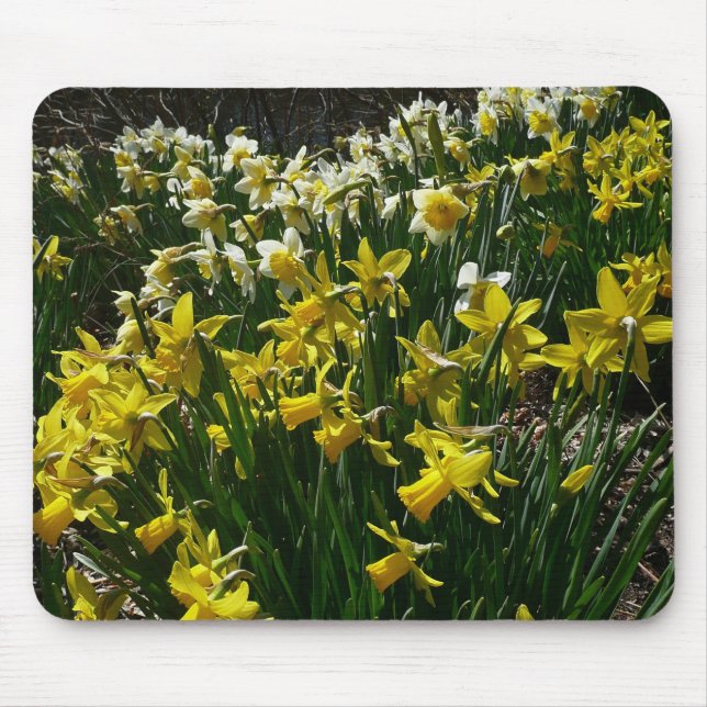 Yellow and White Daffodils Spring Flowers Mouse Pad (Front)