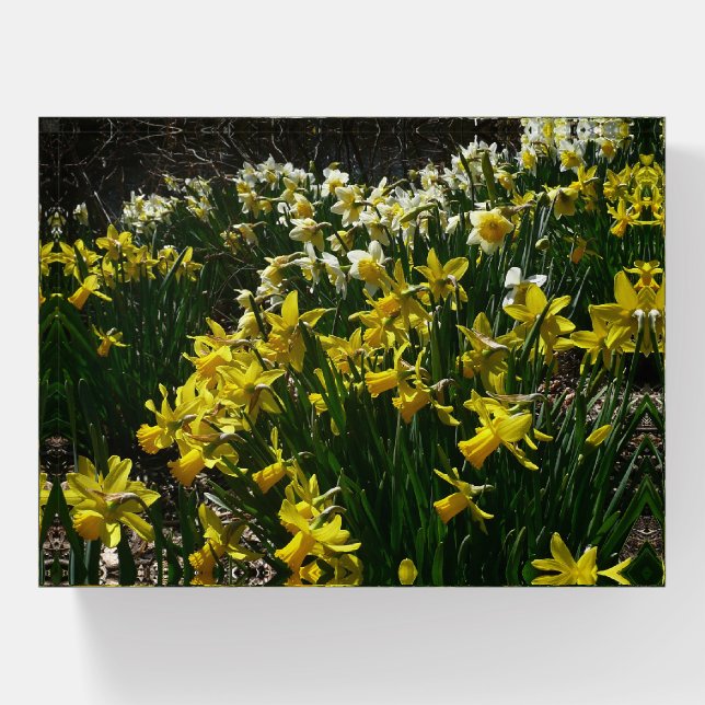 Yellow and White Daffodils Spring Flowers Paperweight (Front)