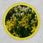 Yellow and White Daffodils Spring Flowers Patch