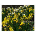 Yellow and White Daffodils Spring Flowers Photo Print