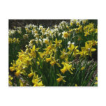 Yellow and White Daffodils Spring Flowers Postcard