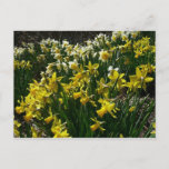 Yellow and White Daffodils Spring Flowers Postcard