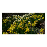 Yellow and White Daffodils Spring Flowers Poster