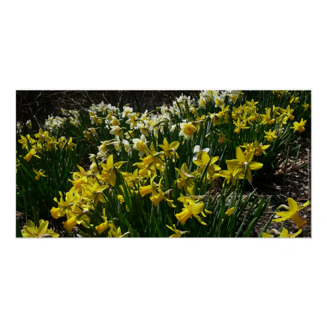 Yellow and White Daffodils Spring Flowers Poster | Zazzle