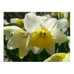 Yellow and White Daffodils Spring Flowers Poster