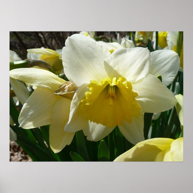 Yellow and White Daffodils Spring Flowers Poster (Front)