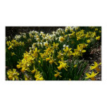 Yellow and White Daffodils Spring Flowers Poster