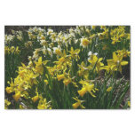 Yellow and White Daffodils Spring Flowers Tissue Paper