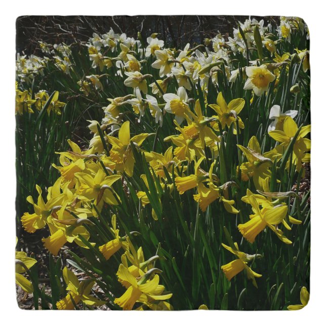 Yellow and White Daffodils Spring Flowers Trivet (Front)